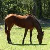 Rosemont Plantation