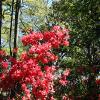 Rosemont Plantation