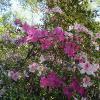 Rosemont Plantation