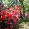 Rosemont Plantation