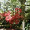 Rosemont Plantation