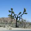 Joshua Tree National Park