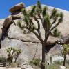 Joshua Tree National Park