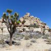 Joshua Tree National Park
