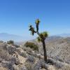 Joshua Tree National Park