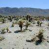 Joshua Tree National Park
