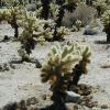 Joshua Tree National Park
