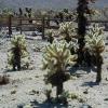 Joshua Tree National Park