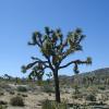 Joshua Tree National Park