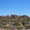 Joshua Tree National Park