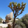 Joshua Tree National Park