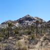 Joshua Tree National Park