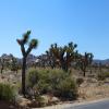 Joshua Tree National Park