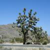 Joshua Tree National Park