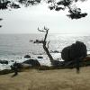 Monterey