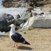 Monterey