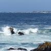 Monterey