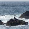 Monterey