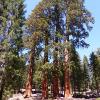 Sequoia National Park