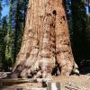 Sequoia National Park
