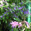 Giverny