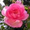 Giverny
