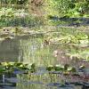 Giverny