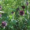 Giverny
