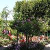 Giverny